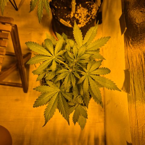 🌈 Zkittles auto🌈 growlog timeline photo