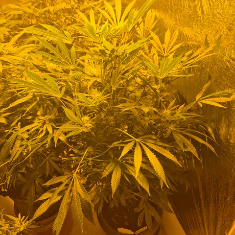 Karli - SHISKABERRY (auto) growlog timeline photo