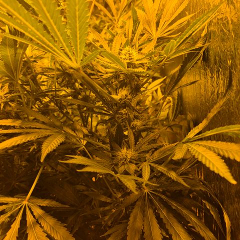 Karli - SHISKABERRY (auto) growlog timeline photo