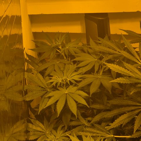 🍍Anna  #1 amnesia lemon  growlog timeline photo