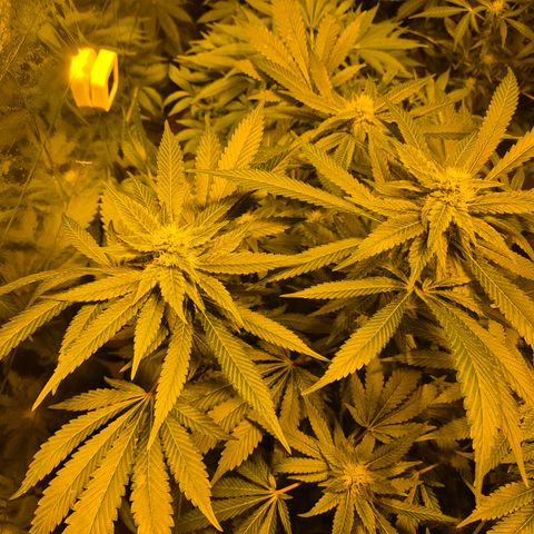 Kushi 😶‍🌫️(rest n. Teilernte/ critical kush, 9.1.24 🎁, Kümmerling) growlog timeline photo