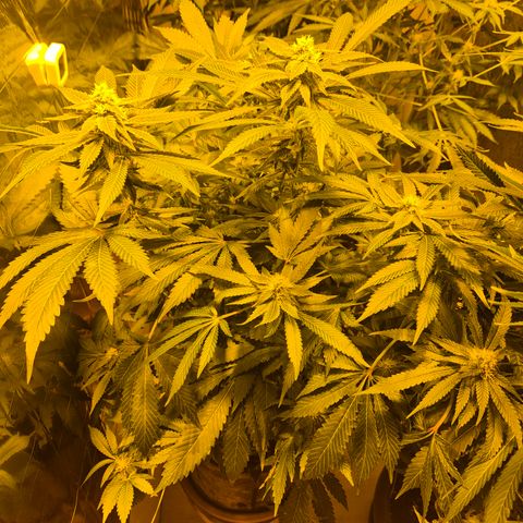 Kushi 😶‍🌫️(rest n. Teilernte/ critical kush, 9.1.24 🎁, Kümmerling) growlog timeline photo