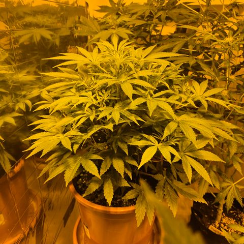 Mimosa evo Photo ♥️ Barney's Farm  growlog timeline photo