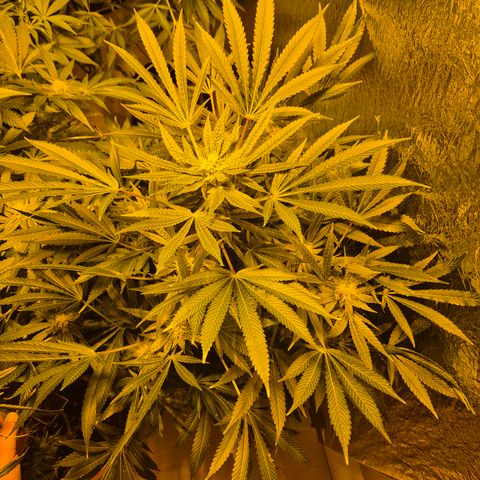 Karli - SHISKABERRY (auto) growlog timeline photo