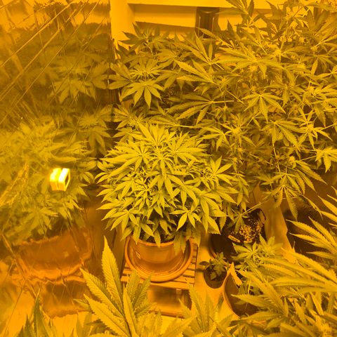 Mimosa evo Photo ♥️ Barney's Farm  growlog timeline photo