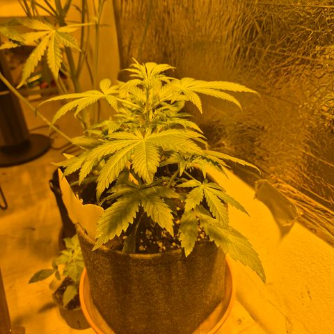 🌈 Zkittles auto🌈 growlog timeline photo