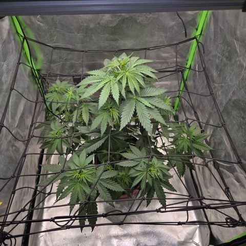 🌅Sherbi photo, blue sunset sherbert, Barneys farm  growlog timeline photo