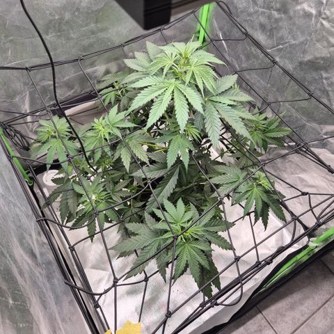 🌅Sherbi photo, blue sunset sherbert, Barneys farm  growlog timeline photo