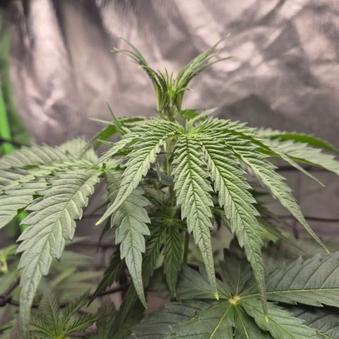 🌅Sherbi photo, blue sunset sherbert, Barneys farm  growlog timeline photo