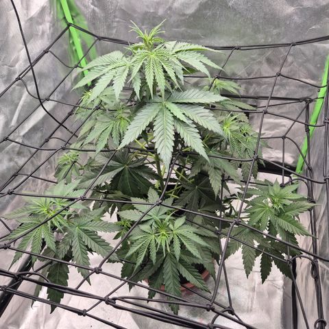 🌅Sherbi photo, blue sunset sherbert, Barneys farm  growlog timeline photo