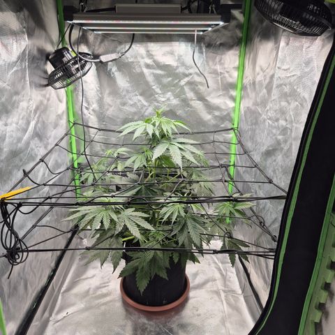🌅Sherbi photo, blue sunset sherbert, Barneys farm  growlog timeline photo