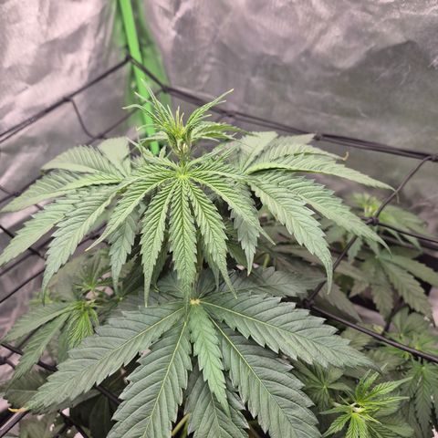 🌅Sherbi photo, blue sunset sherbert, Barneys farm  growlog timeline photo
