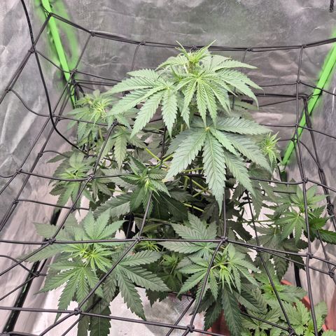 🌅Sherbi photo, blue sunset sherbert, Barneys farm  growlog timeline photo
