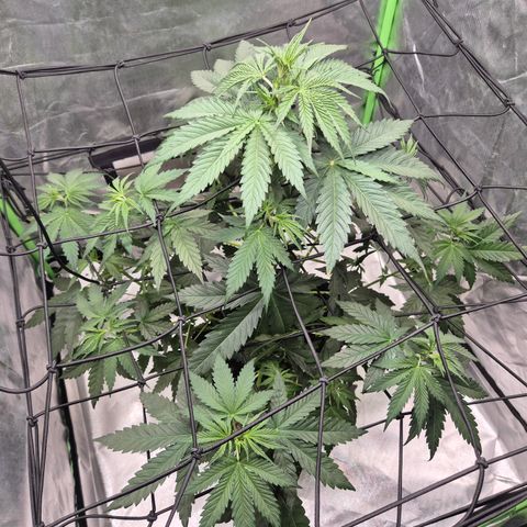 🌅Sherbi photo, blue sunset sherbert, Barneys farm  growlog timeline photo
