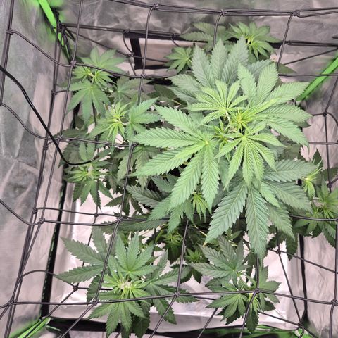🌅Sherbi photo, blue sunset sherbert, Barneys farm  growlog timeline photo