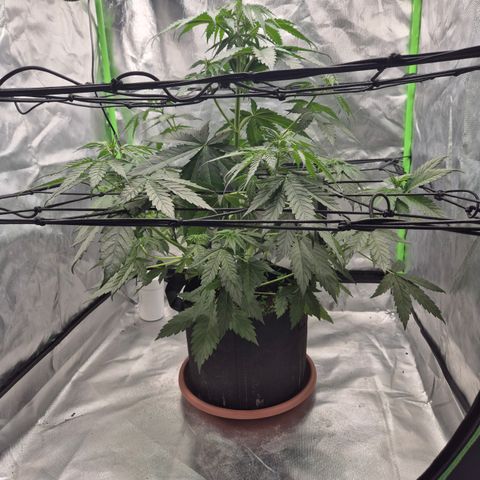 🌅Sherbi photo, blue sunset sherbert, Barneys farm  growlog timeline photo