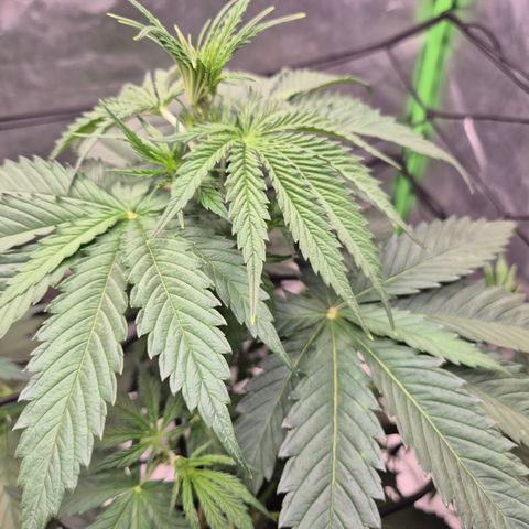 🌅Sherbi photo, blue sunset sherbert, Barneys farm  growlog timeline photo