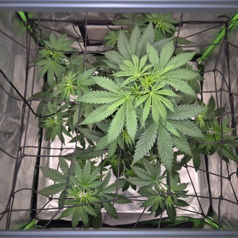 🌅Sherbi photo, blue sunset sherbert, Barneys farm  growlog timeline photo