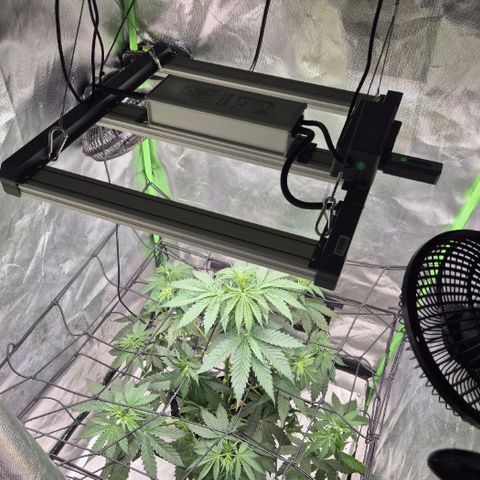 🌅Sherbi photo, blue sunset sherbert, Barneys farm  growlog timeline photo