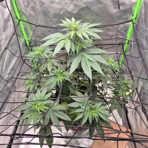 🌅Sherbi photo, blue sunset sherbert, Barneys farm  growlog timeline photo