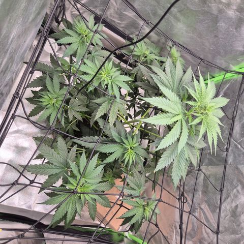 🌅Sherbi photo, blue sunset sherbert, Barneys farm  growlog timeline photo