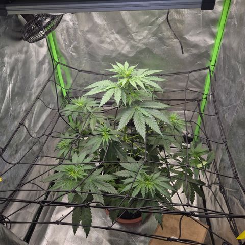 🌅Sherbi photo, blue sunset sherbert, Barneys farm  growlog timeline photo