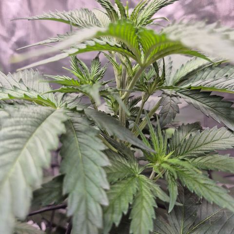 🌅Sherbi photo, blue sunset sherbert, Barneys farm  growlog timeline photo