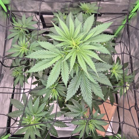 🌅Sherbi photo, blue sunset sherbert, Barneys farm  growlog timeline photo