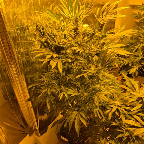 Karli - SHISKABERRY (auto) growlog timeline photo