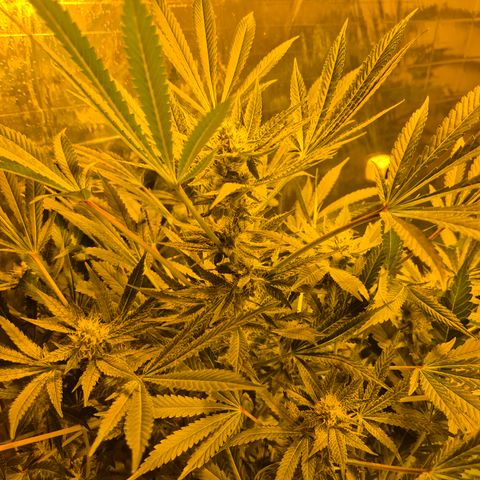 Karli - SHISKABERRY (auto) growlog timeline photo
