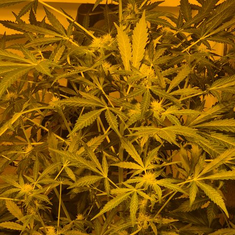 Runtzi Auto ♥️ Barney's Farm  growlog timeline photo