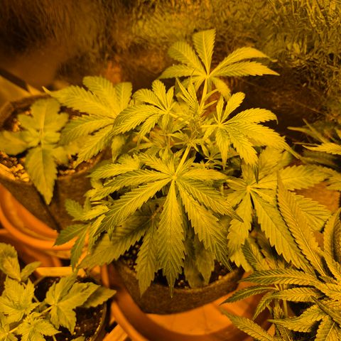 🌈 Zkittles auto🌈 growlog timeline photo