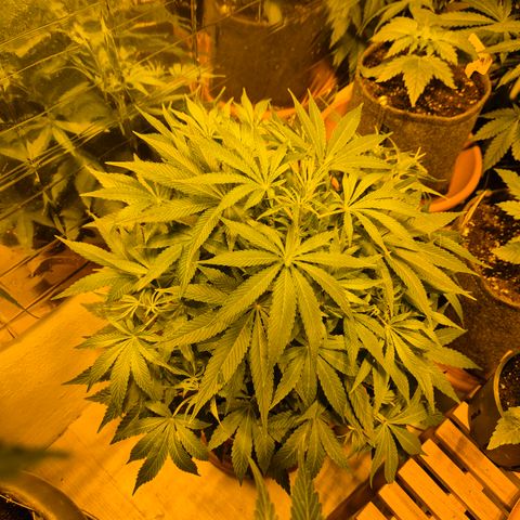 Mimosa evo Photo ♥️ Barney's Farm  growlog timeline photo