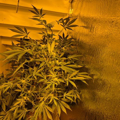 Runtzi Auto ♥️ Barney's Farm  growlog timeline photo
