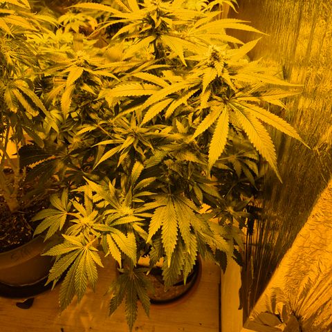 Kushi 😶‍🌫️(rest n. Teilernte/ critical kush, 9.1.24 🎁, Kümmerling) growlog timeline photo