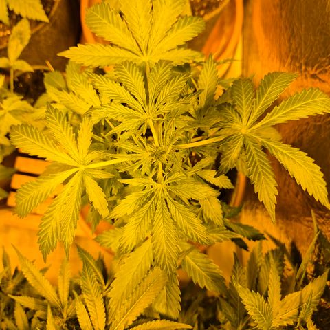 🌈 Zkittles auto🌈 growlog timeline photo