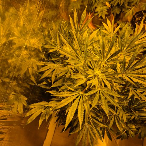 Karli - SHISKABERRY (auto) growlog timeline photo