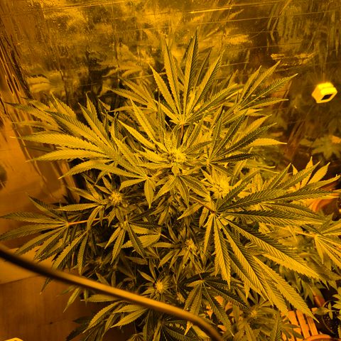 Karli - SHISKABERRY (auto) growlog timeline photo