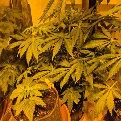 🍍Anna  #1 amnesia lemon  growlog timeline photo