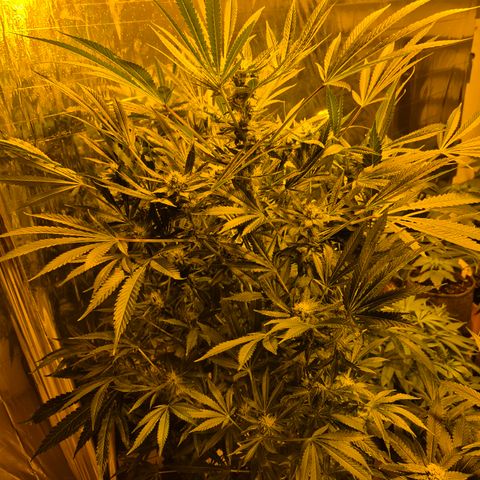 Karli - SHISKABERRY (auto) growlog timeline photo