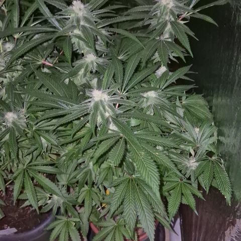 Kushi 😶‍🌫️(rest n. Teilernte/ critical kush, 9.1.24 🎁, Kümmerling) growlog timeline photo