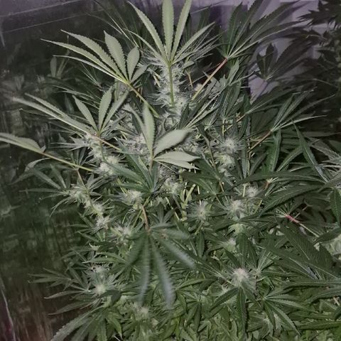 Karli - SHISKABERRY (auto) growlog timeline photo