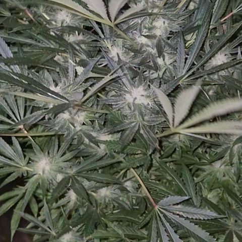 Karli - SHISKABERRY (auto) growlog timeline photo