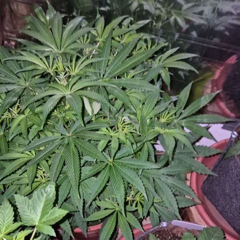 Mimosa evo Photo ♥️ Barney's Farm  growlog timeline photo