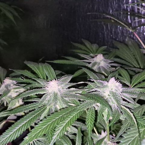 Kushi 😶‍🌫️(rest n. Teilernte/ critical kush, 9.1.24 🎁, Kümmerling) growlog timeline photo