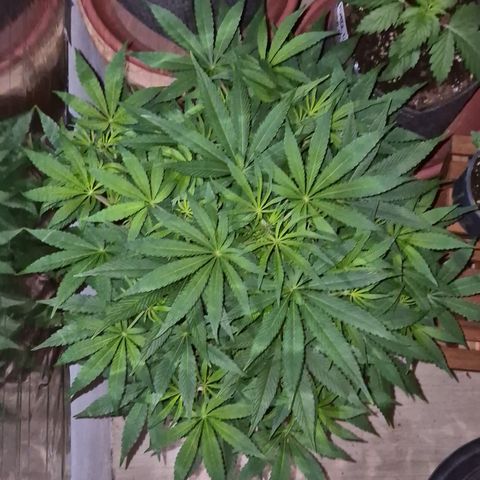 Mimosa evo Photo ♥️ Barney's Farm  growlog timeline photo