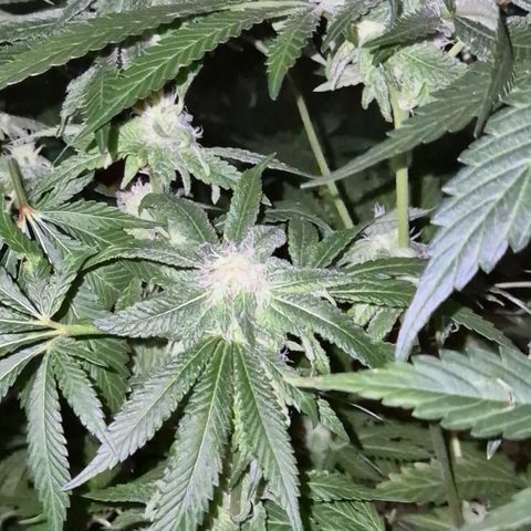 Kushi 😶‍🌫️(rest n. Teilernte/ critical kush, 9.1.24 🎁, Kümmerling) growlog timeline photo