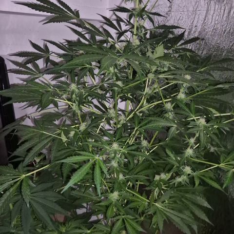 Runtzi Auto ♥️ Barney's Farm  growlog timeline photo