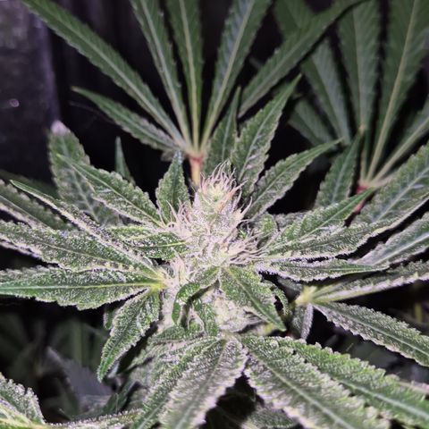 Karli - SHISKABERRY (auto) growlog timeline photo