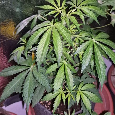 🌈 Zkittles auto🌈 growlog timeline photo
